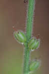 Carolina false vervain